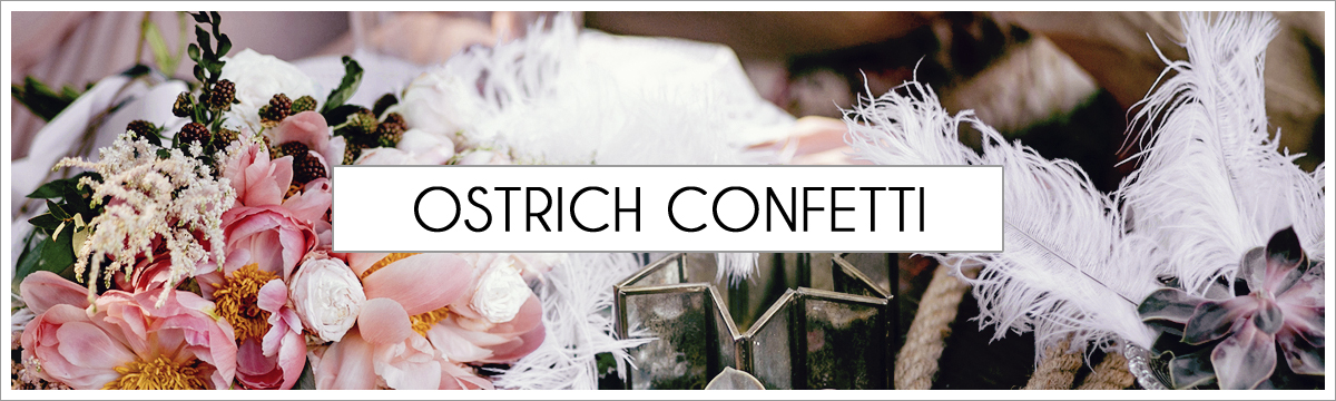 ostrich-confetti-header-picture-edited-1.jpg