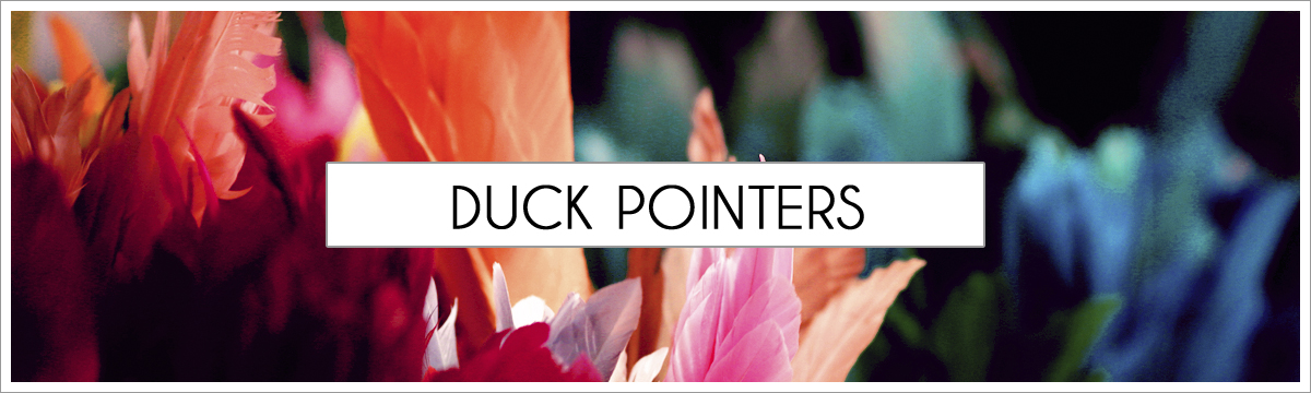 pointer-duck-picture-header2.jpg