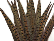 10 Pieces - 10-12" Natural Brown Ringneck Pheasant Tail Feathers