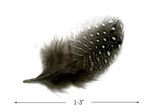 1 Pack - Natural Black & White Guinea Hen Polka Dot Plumage Feathers 0.10 Oz.