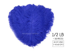 1/2 Lb. - 18-24" Royal Blue Large Ostrich Wing Plume Wholesale Feathers (Bulk)