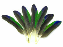 4 Pieces - Tri-Color Amazon Parrot Wing Feathers -Rare-