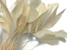 1 Dozen - Ivory Stripped Rooster Coque Tail Feathers