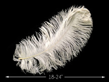 20 Pieces - 18-24" Off White Large Prime Grade Ostrich Wing Plume Centerpiece Feathers