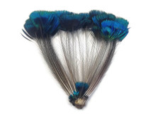 1 Bunch - Blue Iridescent Peacock Whole Crown / Corona Feather