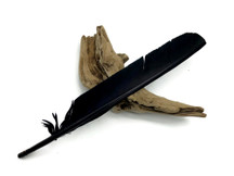 6 Pieces - Black Turkey Pointers Primary Wing Quill Large Feathers