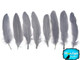 Grey Goose Satinettes Wholesale Loose Feathers (Bulk)