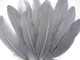Gray dyed sturdy craft feathers