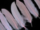 Light pink fluffy goose feathers
