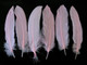 Pastel pink wispy classic feathers