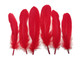 Bright red fluffy goose feathers