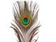 Natural peacock feathers 10-12" Wholesale Supplier