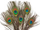 Natural peacock feathers 10-12" Wholesale Supplier