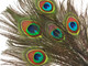 Skinny green and blue peacock eye feathers