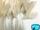  Ivory Stripped Coque Tail Feathers Wholesale (Bulk)