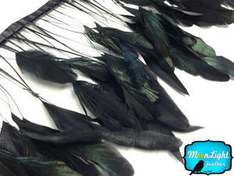 Black Stripped Coque Tail Feathers Wholesale (Bulk) 