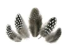 1/4 Lb - Natural Black & White Guinea Hen Plumage Polka Dot Feathers Wholesale (Bulk)
