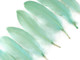 Green blue rounded quill tip craft feathers