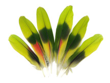 4 Pieces - Lime Green Red Amazon Parrot Wing Feathers - Rare-