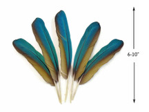 4 Pieces - Iridescent Green And Yellow Greenwing Macaw Feather -Rare-