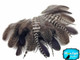2 Dozen - Mix Natural Brahma Hen Loose Feather