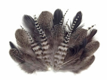 Stripes and unique patterned natural feathers