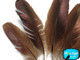 10 Pieces - Bronze Wild Turkey Wing Feathers