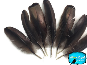 10 Pieces - Black Bronze Wild Turkey Wing Feathers