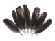Beautiful black, bronze wild turkey wing feathers. These feathers can be used for crafts, masks, accessories, and diy projects.