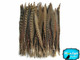 Natural striped pheasant feathers
