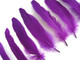 Elegant eggplant sturdy goose feathers