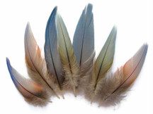 4 Pieces - Small Natural Blue Covert Wing Scarlet Macaw Rare Feathers