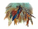Aqua dyed natural craft feather strip