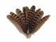 Natural colored striped broad wing feathers
