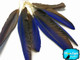 Shiny blue small parrot feathers