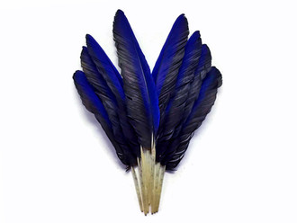Iridescent Blue Hyacinth Macaw Wing Feather