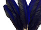 Unique rare natural colored parrot feathers