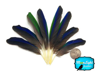 Blue And Green Amazon Tiny Parrot Wing Feathers