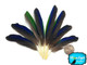 Blue And Green Amazon Tiny Parrot Wing Feathers