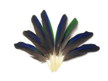 Blue green and brown slim quill tip feathers