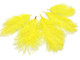  Yellow Ostrich Small Confetti Feathers 0.3 Oz 