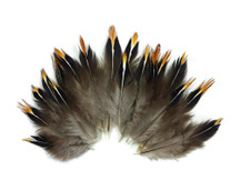 Brown colored golden tipped feathers