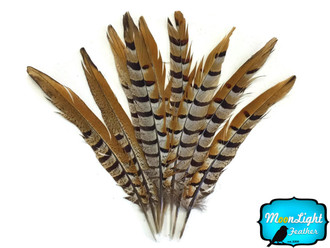 14-16" Natural Reeves Venery Pheasant Tail Feathers
