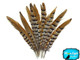 14-16" Natural Reeves Venery Pheasant Tail Feathers