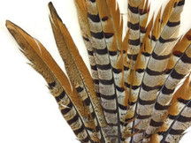 Black striped sleek tall pheasant feathers
