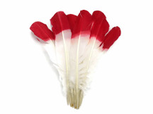 Fun dip dyed feathers. These high quality tom turkey rounds are red and white and ideal for crafts, costumes, cosplay, and decor.