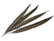 Brown dotted stripes sturdy craft feathers for floral, weddings, crafts