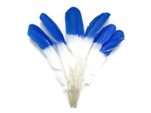 1/4 Lb - Blue Half Dipped Tom Turkey Rounds Wing Quill Wholesale Feathers (Bulk)