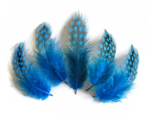 1/4 Lb - Turquoise Blue Guinea Hen Plumage Polka Dot Feathers Wholesale (Bulk)