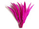 Bright pink vibrant skinny feathers